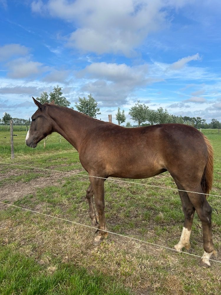 BWP springpaard Merrie Vos te koop - Foto 3