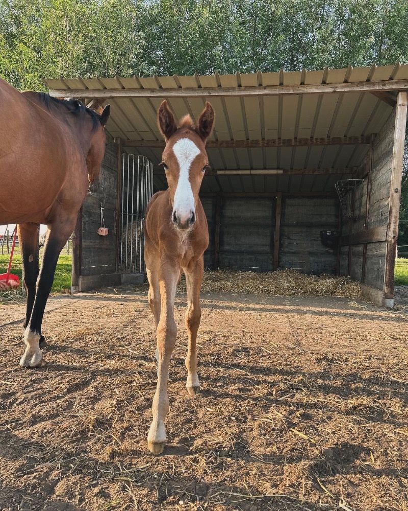 BWP springpaard Merrie Vos te koop - Foto 6