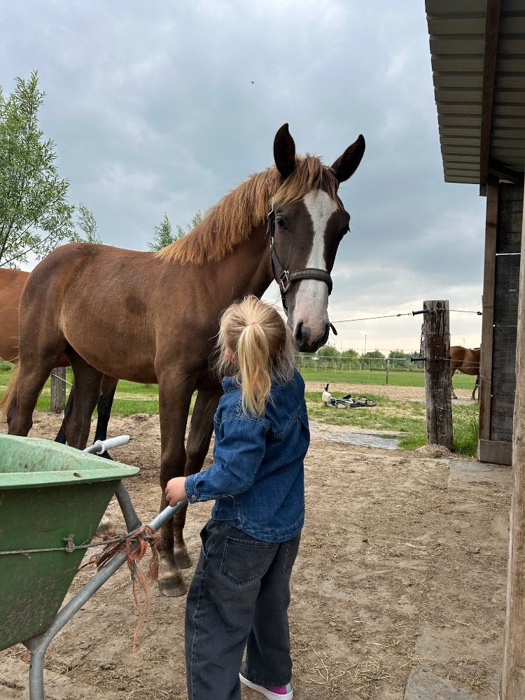 BWP springpaard Merrie Vos te koop - Foto 2