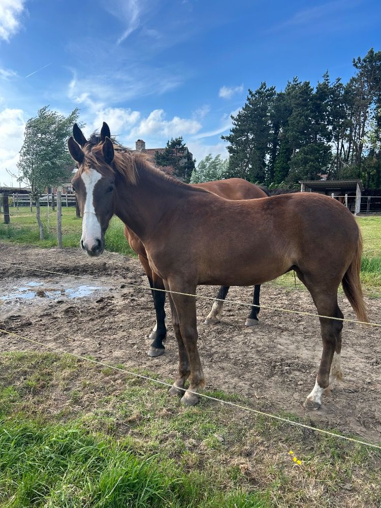 BWP springpaard Merrie Vos te koop - Foto 4