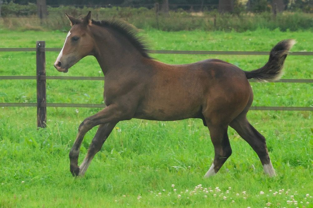 KWPN dressuurpaard Hengst 1 years old Bruin for sale - Main photo
