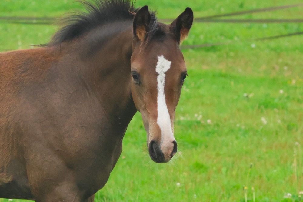 KWPN dressuurpaard Hengst 1 years old Bruin for sale - Photo 3