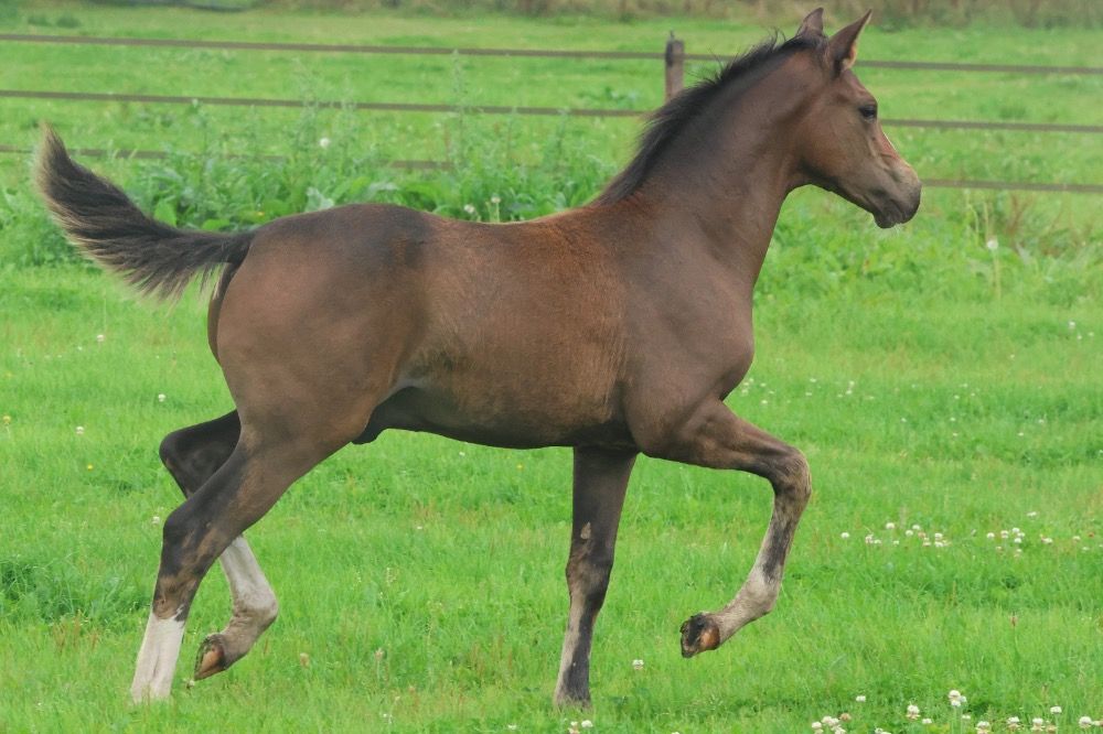 KWPN dressuurpaard Hengst 1 years old Bruin for sale - Photo 4