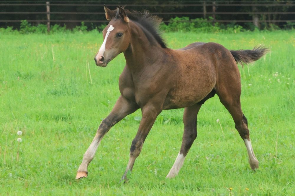 KWPN dressuurpaard Hengst 1 years old Bruin for sale - Photo 2