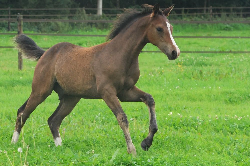 KWPN dressuurpaard Hengst 1 years old Bruin for sale - Photo 6