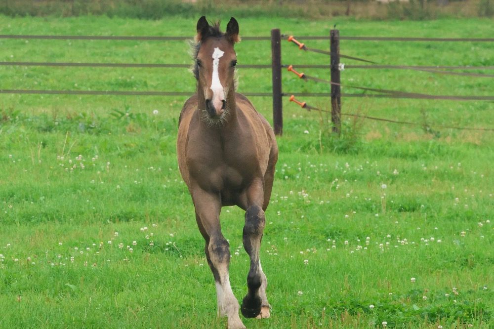 KWPN dressuurpaard Hengst 1 years old Bruin for sale - Photo 5