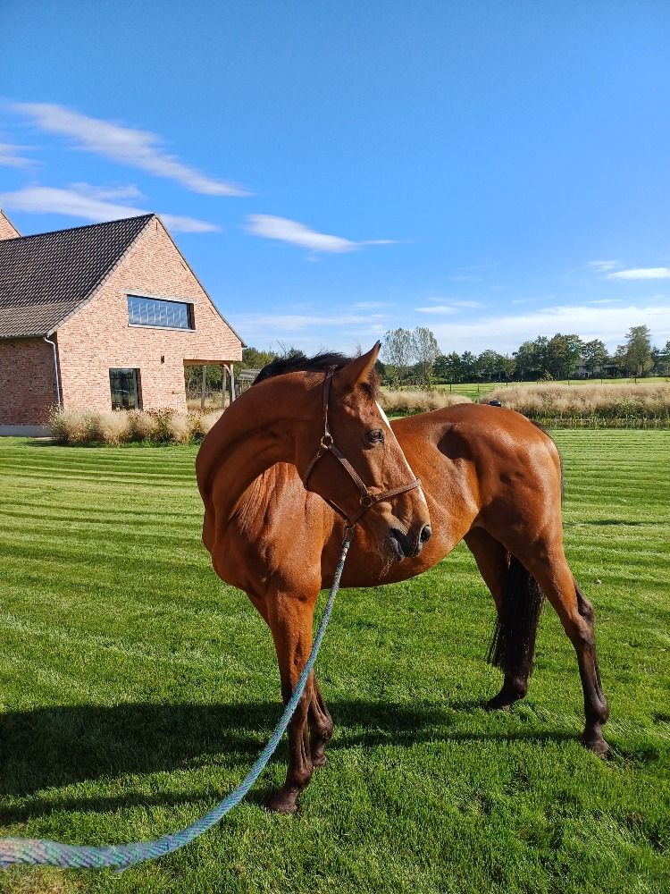 Mooi recreatiepaard te koop