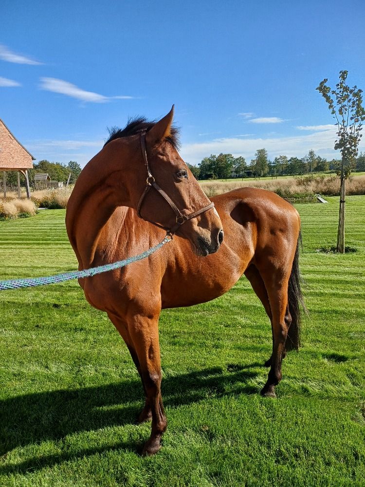 BWP recreatie paard Ruin 15 jaar Bruin te koop - Foto 2