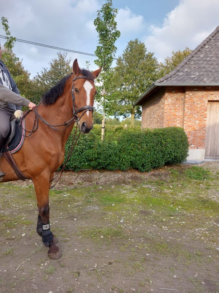 BWP recreatie paard Ruin 15 jaar Bruin te koop - Foto 3