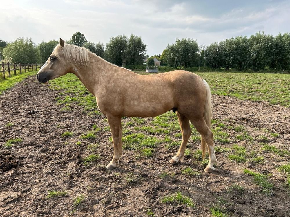 Toekomstige sportpony (v. Ti Amo van Prinsenveld)