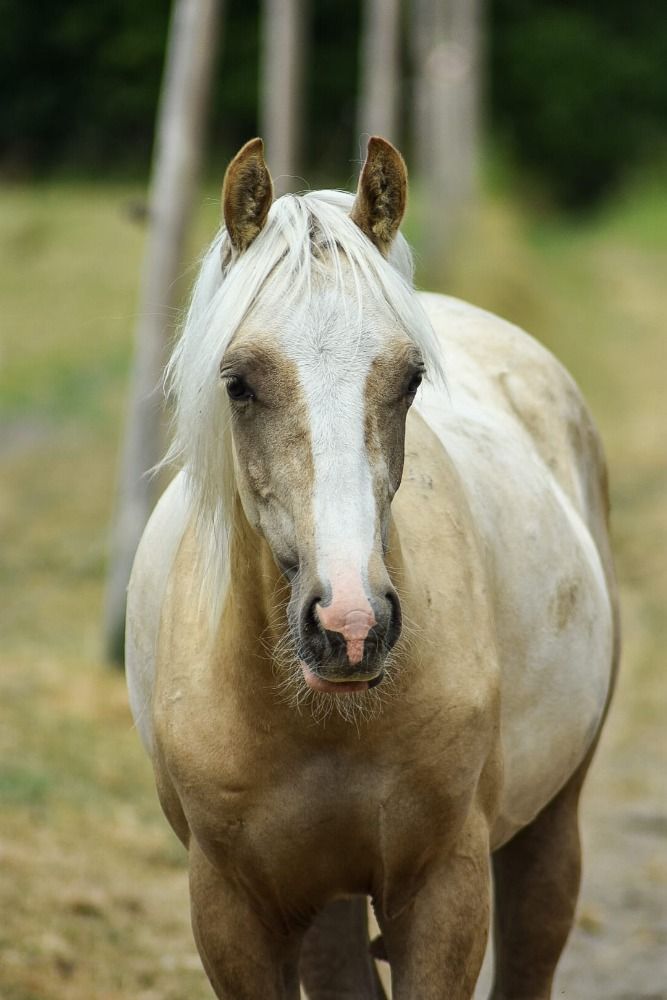 BWP springpony Hengst 3 jaar Palomino te koop - Foto 3
