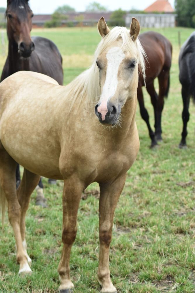 BWP springpony Hengst 3 jaar Palomino te koop - Foto 2