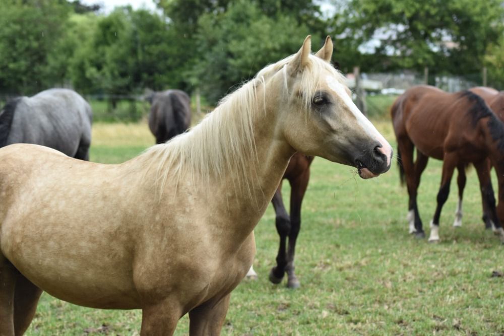 BWP springpony Hengst 3 jaar Palomino te koop - Foto 4