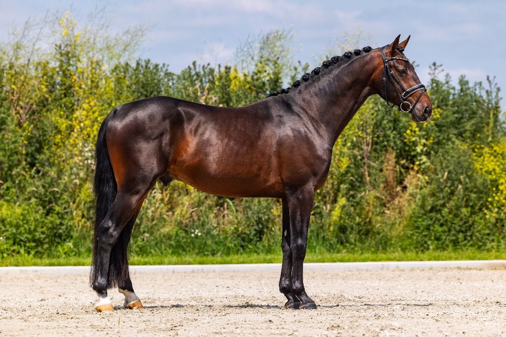 KWPN dressuurpaard Hengst 3 jaar te koop - Foto 3