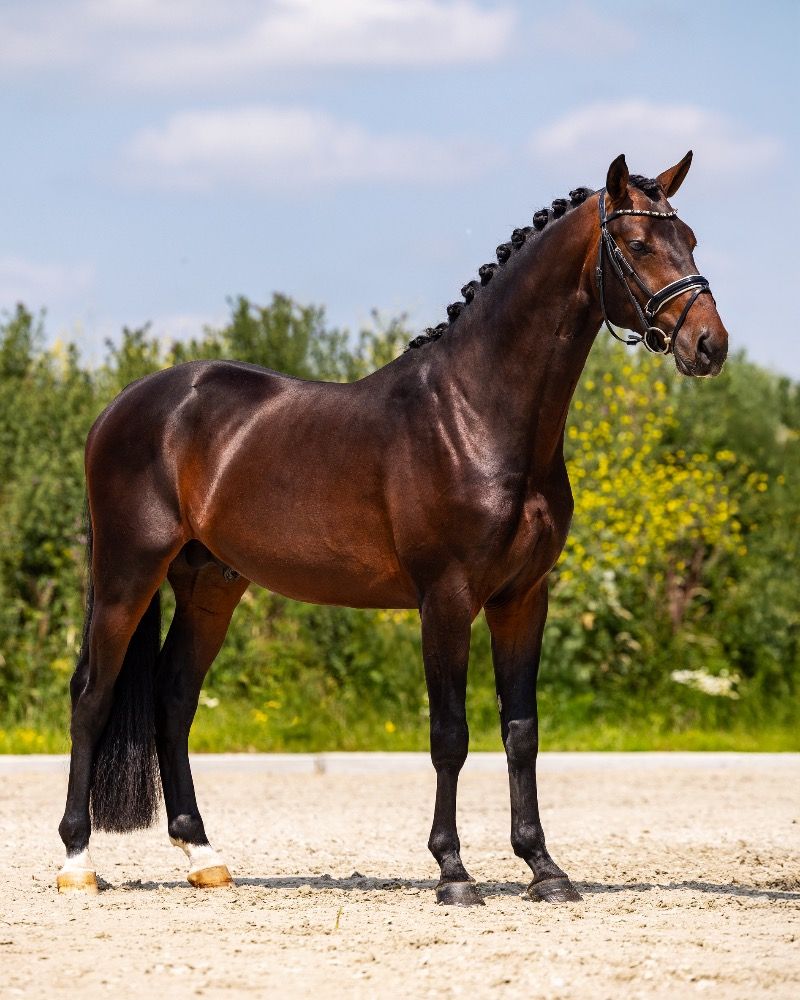 KWPN dressuurpaard Hengst 3 jaar te koop - Foto 2