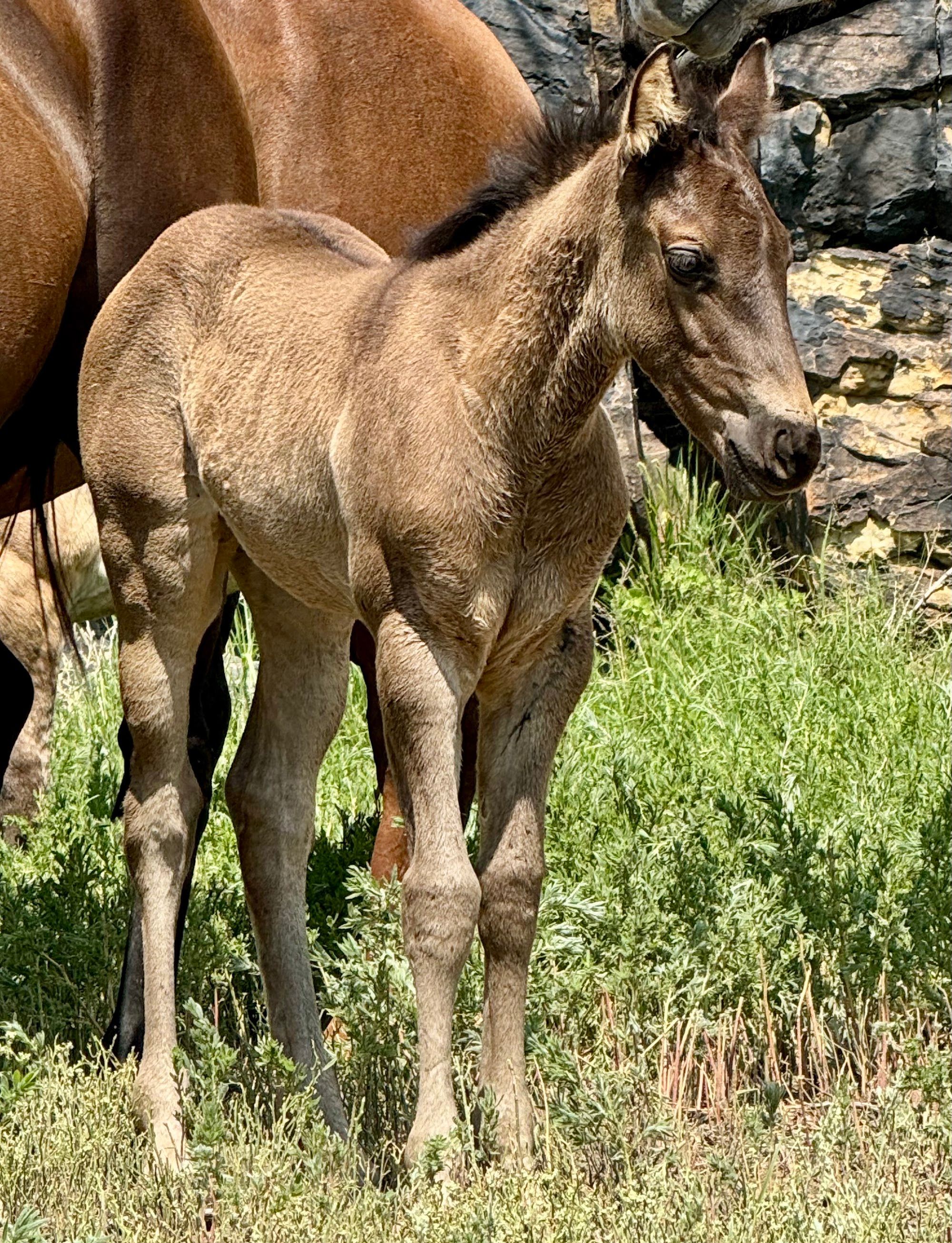 quarter-horse western-paard merrie 2 jaar te koop - Foto 3