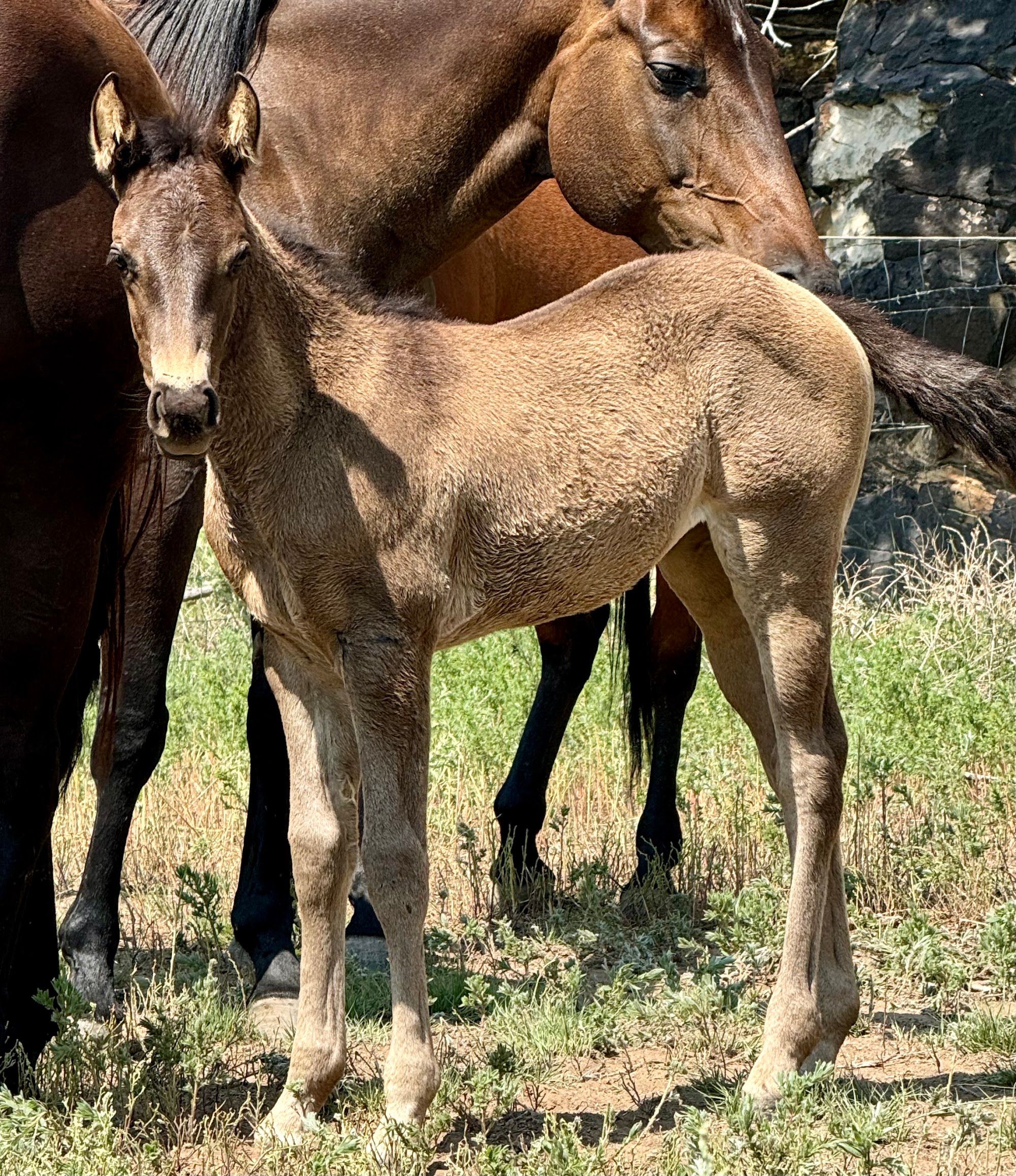 quarter-horse western-paard merrie 2 jaar te koop - Foto 4