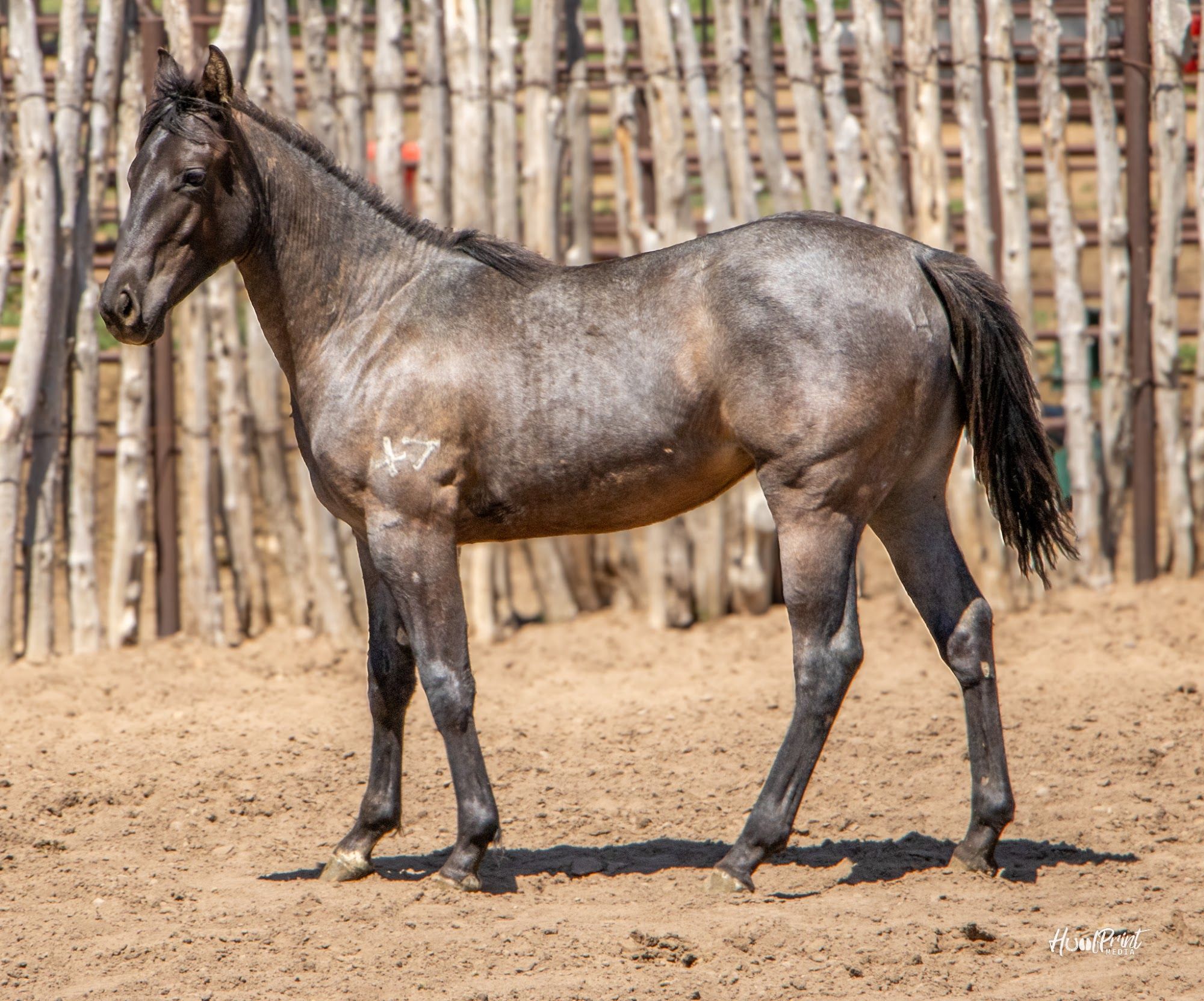 quarter-horse western-paard merrie 2 jaar te koop - Foto 5