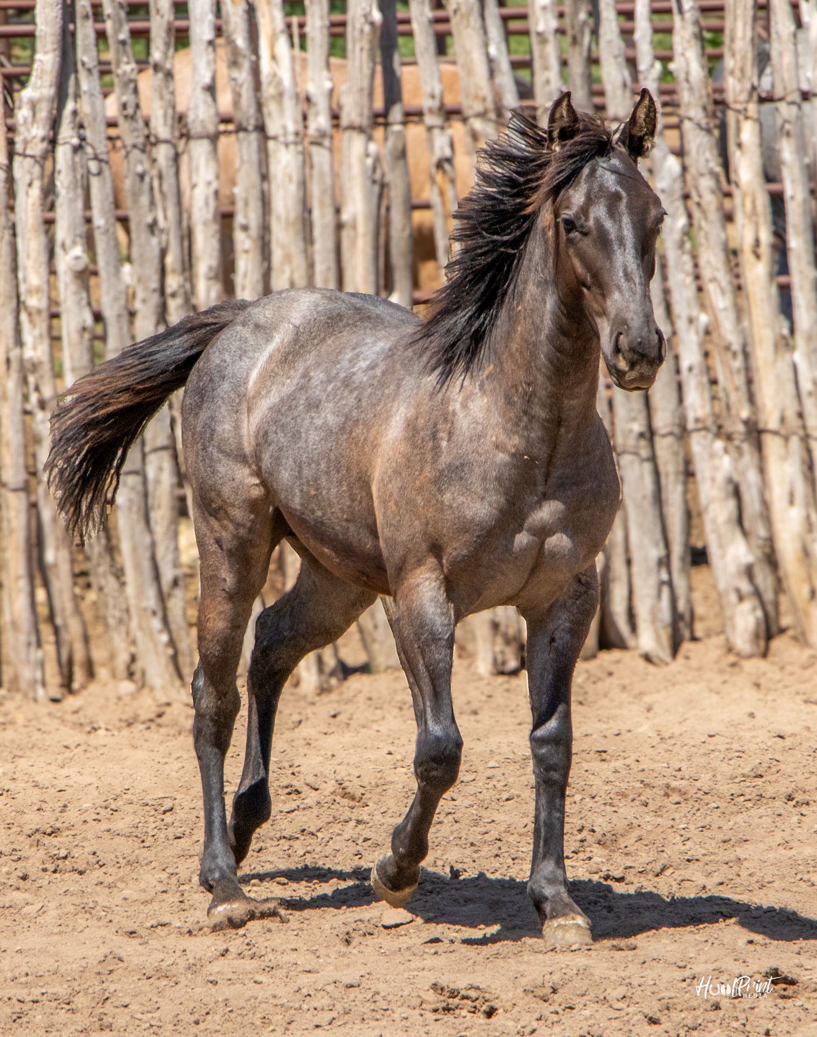 quarter-horse western-paard merrie 2 jaar te koop - Foto 6