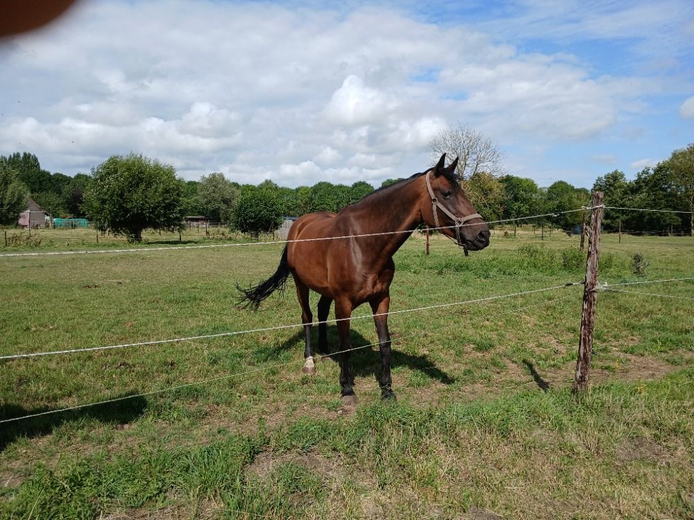 Oldenburg fokmerrie Merrie 16 jaar Bruin te koop - Foto 3