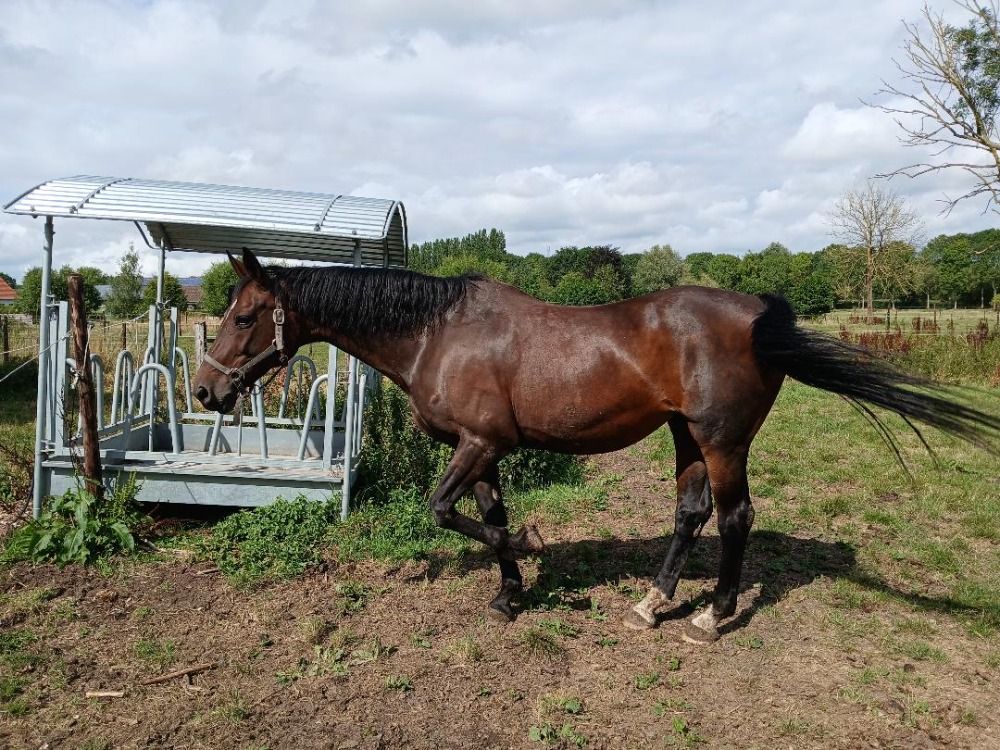 Oldenburg fokmerrie Merrie 16 jaar Bruin te koop - Foto 2