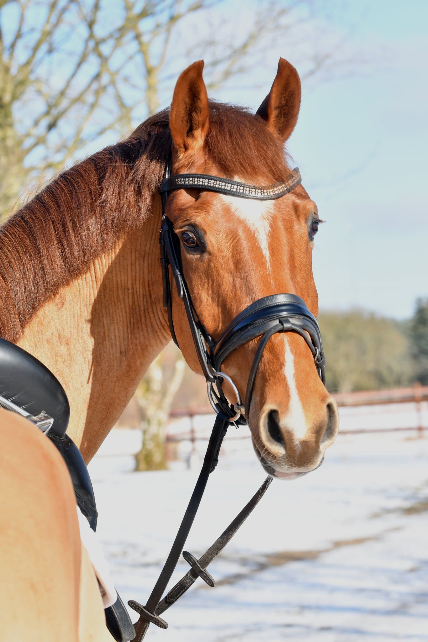 Danish Warmblood allround / dressage gelding 2019 år Black till salu - Foto 4