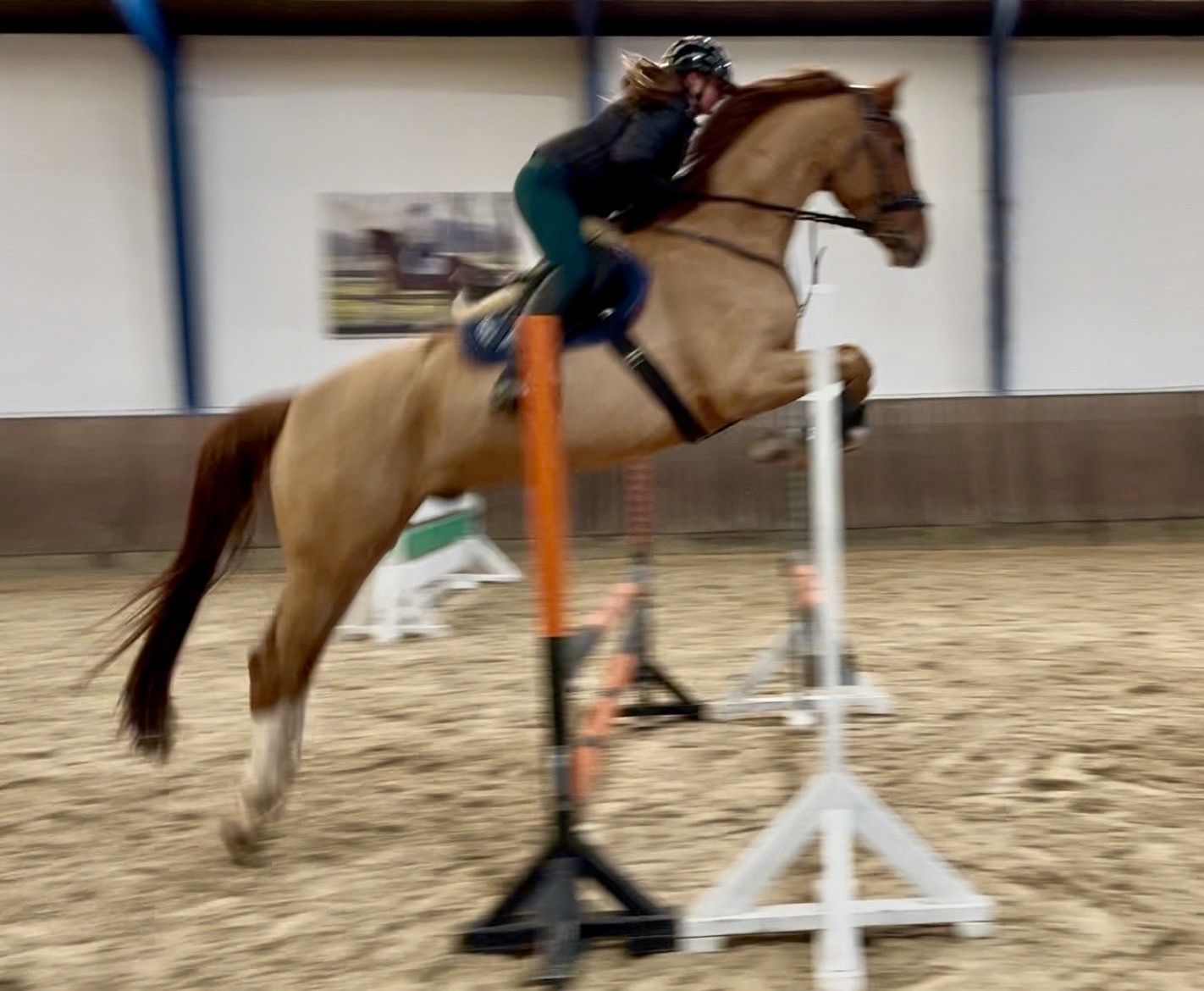Danish Warmblood allround / dressage gelding 2019 år Black till salu - Foto 3
