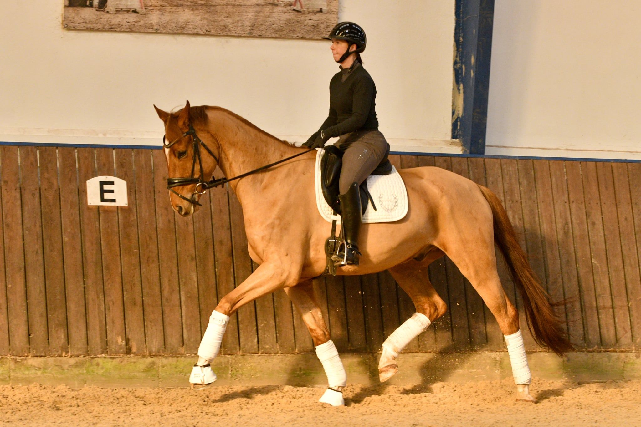 Danish Warmblood allround / dressage gelding 2019 år Black till salu - Foto 2