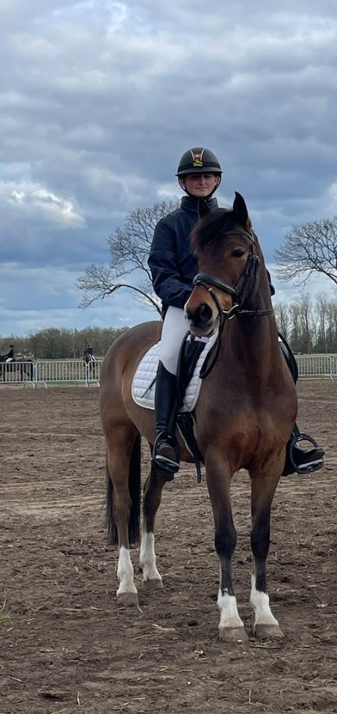 KWPN dressuurpony Ruin 17 jaar Bruin te koop - Foto 3