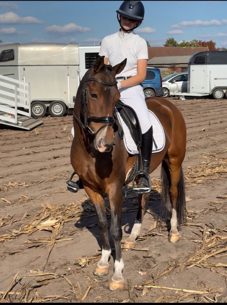 KWPN dressuurpony Ruin 17 jaar Bruin te koop - Foto 4