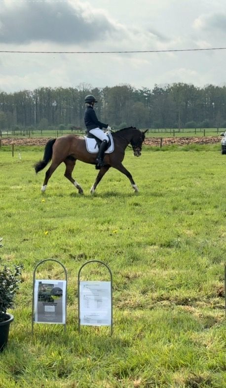 Leermeester D-pony te koop