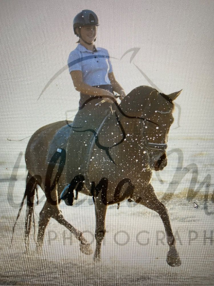 KWPN dressuurpony Ruin 17 jaar Bruin te koop - Foto 5