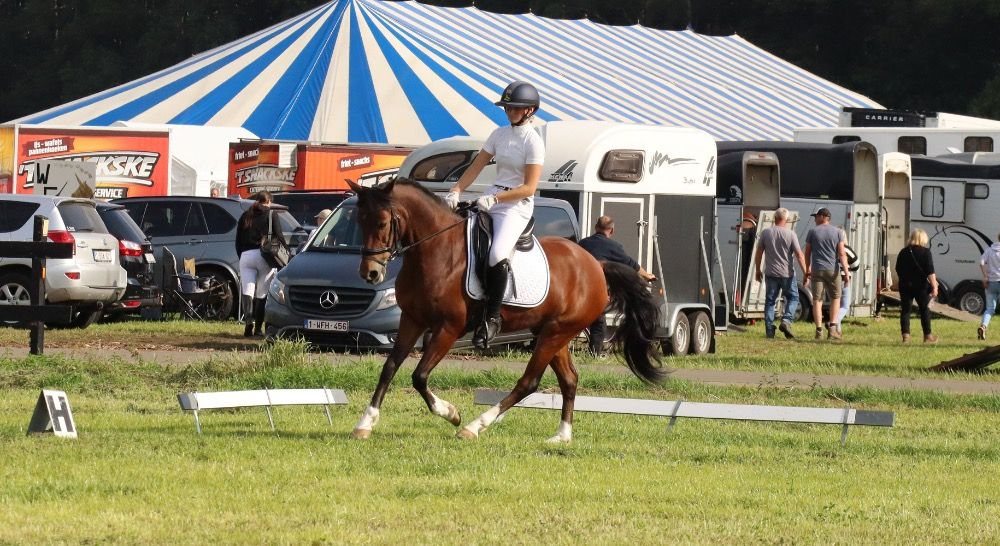 KWPN dressuurpony Ruin 17 jaar Bruin te koop - Foto 2