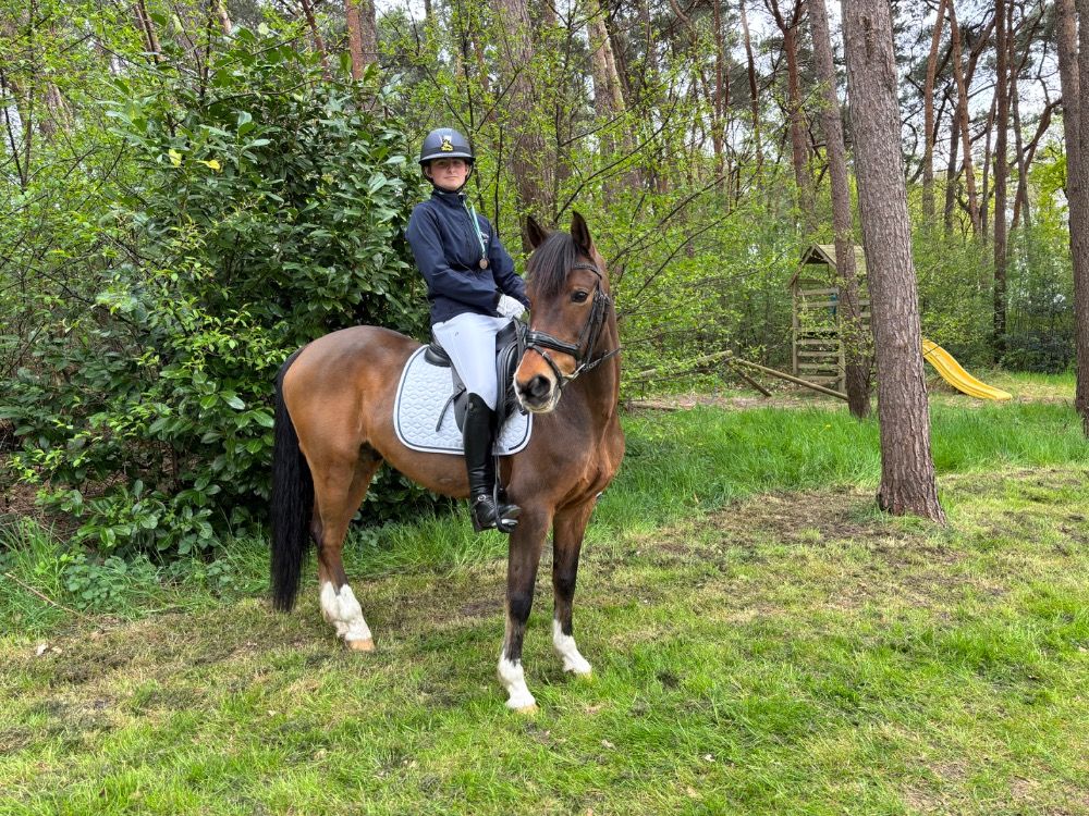 KWPN dressuurpony Ruin 17 jaar Bruin te koop - Foto 6
