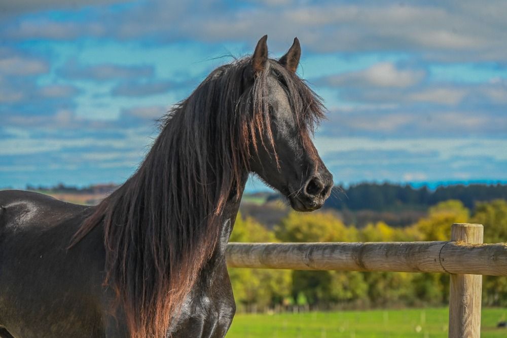 FPS (Nederland) fries Merrie 4 jaar Zwart te koop - Foto 2