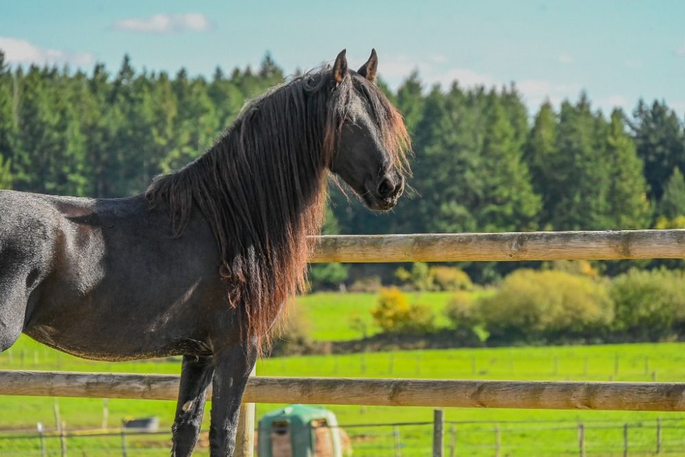 FPS (Nederland) fries Merrie 4 jaar Zwart te koop - Foto 3