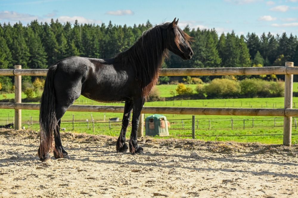 FPS (Nederland) fries Merrie 4 jaar Zwart te koop - Foto 6