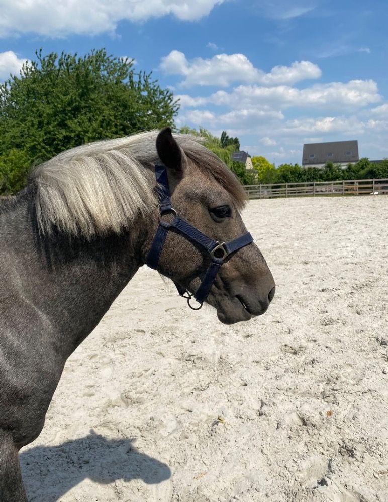 BWP springpony Hengst 3 years old Schimmel for sale - Photo 5