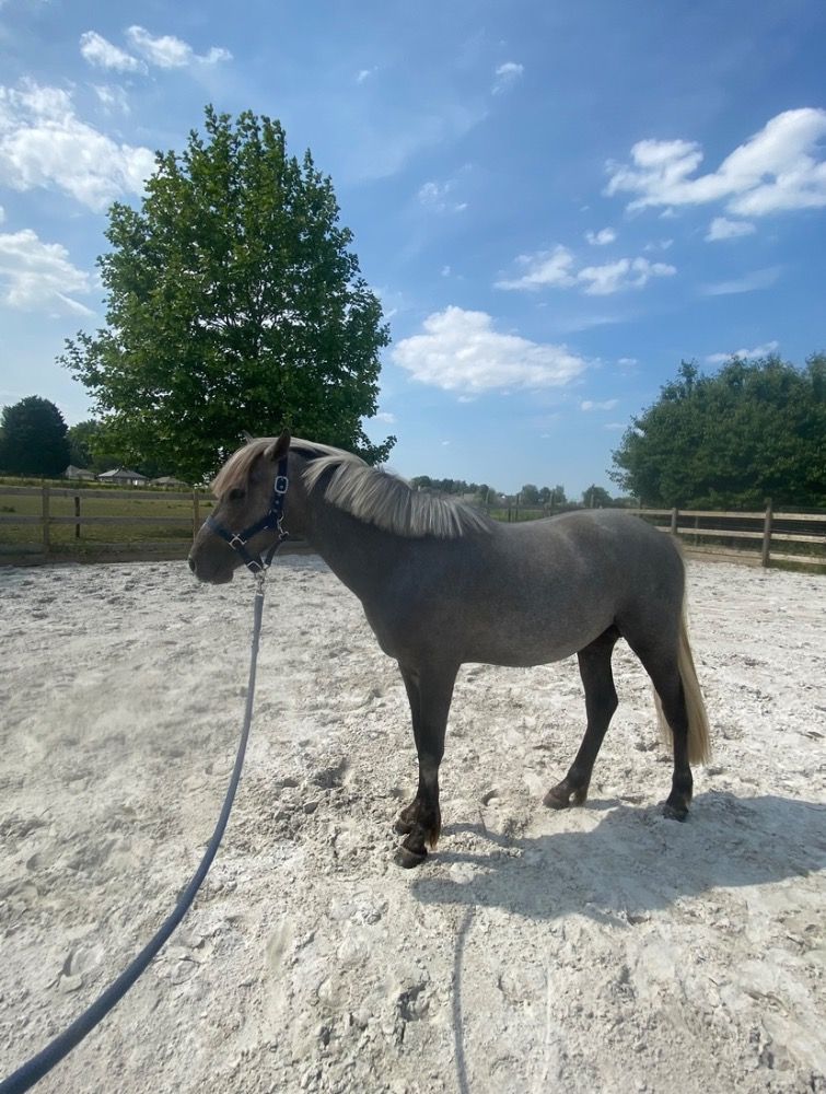 BWP springpony Hengst 3 years old Schimmel for sale - Photo 4
