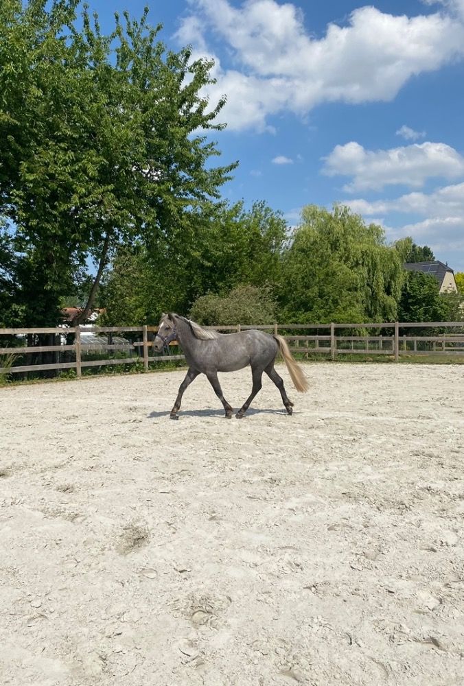 BWP springpony Hengst 3 years old Schimmel for sale - Photo 3