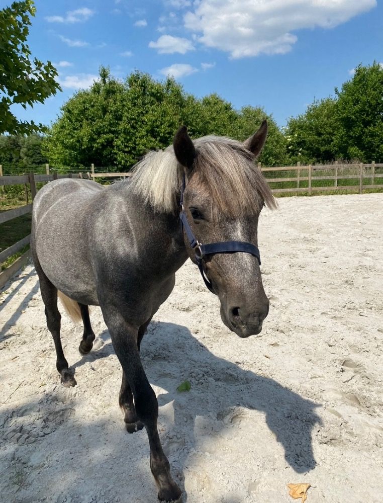 BWP springpony Hengst 3 years old Schimmel for sale - Photo 2