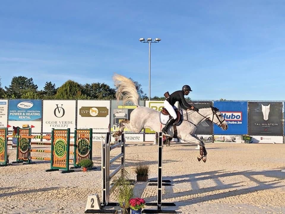 BWP springpaard Merrie 4 jaar Bruin te koop - Foto 2