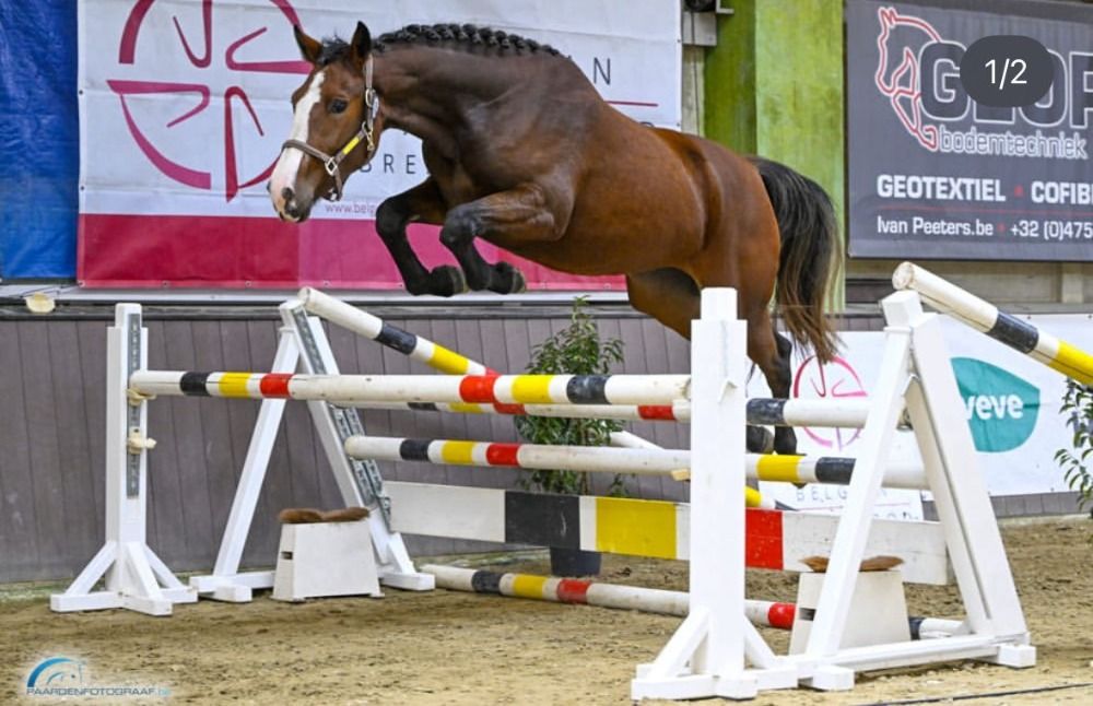 BWP springpaard Merrie 4 jaar Bruin te koop - Foto 3