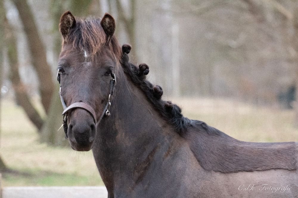 NRPS allround-pony Merrie 4 jaar Zwart te koop - Foto 3