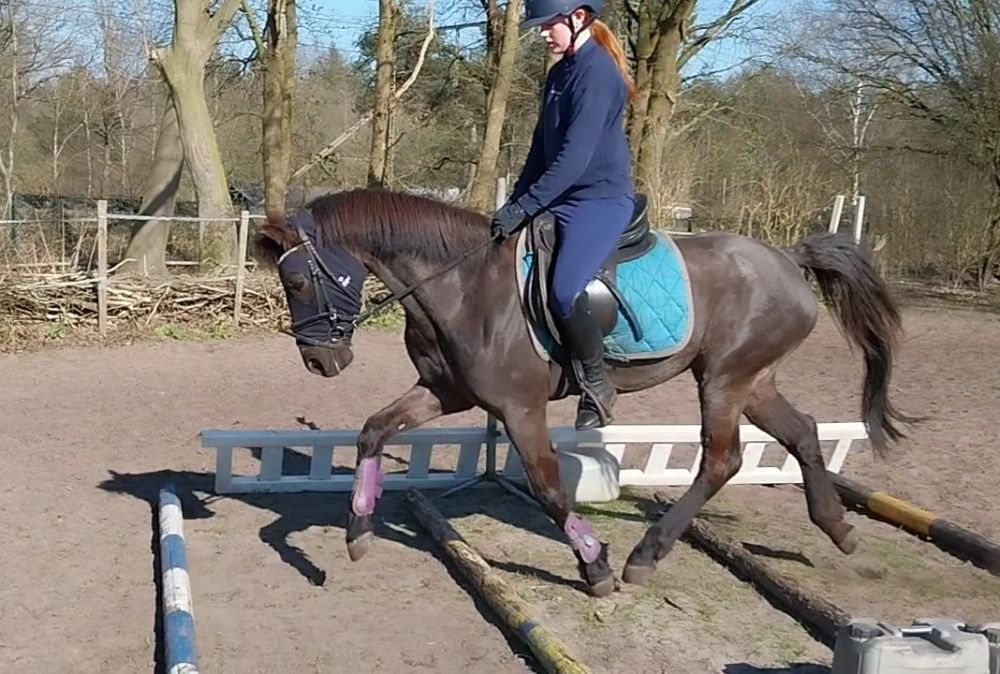 NRPS allround-pony Merrie 4 jaar Zwart te koop - Foto 2