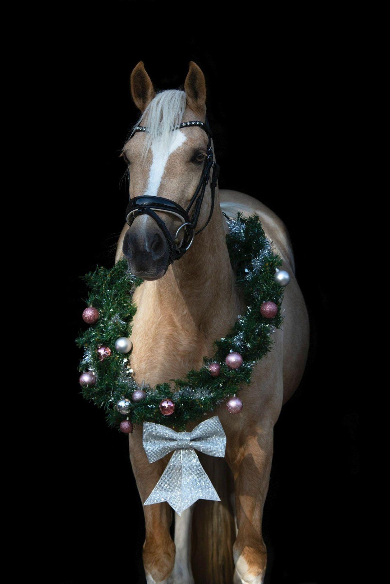 welsh-cob dressuurpony merrie 11 years old palomino for sale - Photo 6