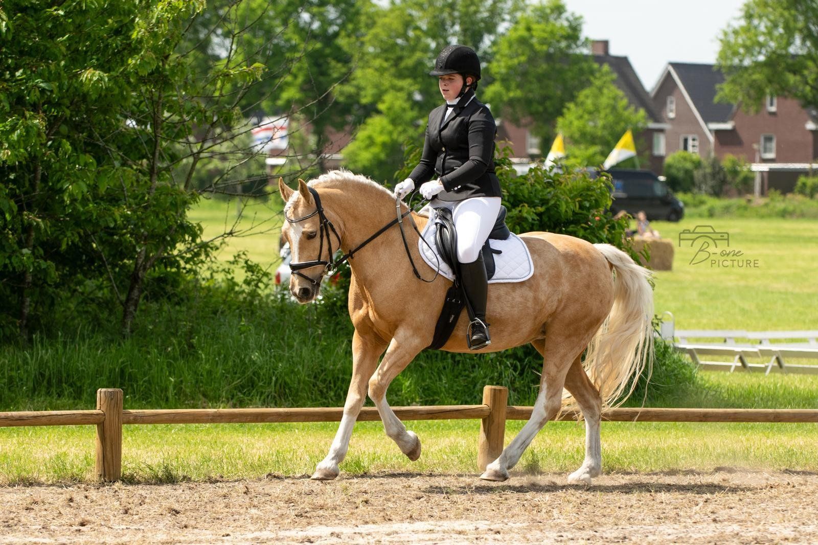 welsh-cob dressuurpony merrie 11 years old palomino for sale - Photo 4