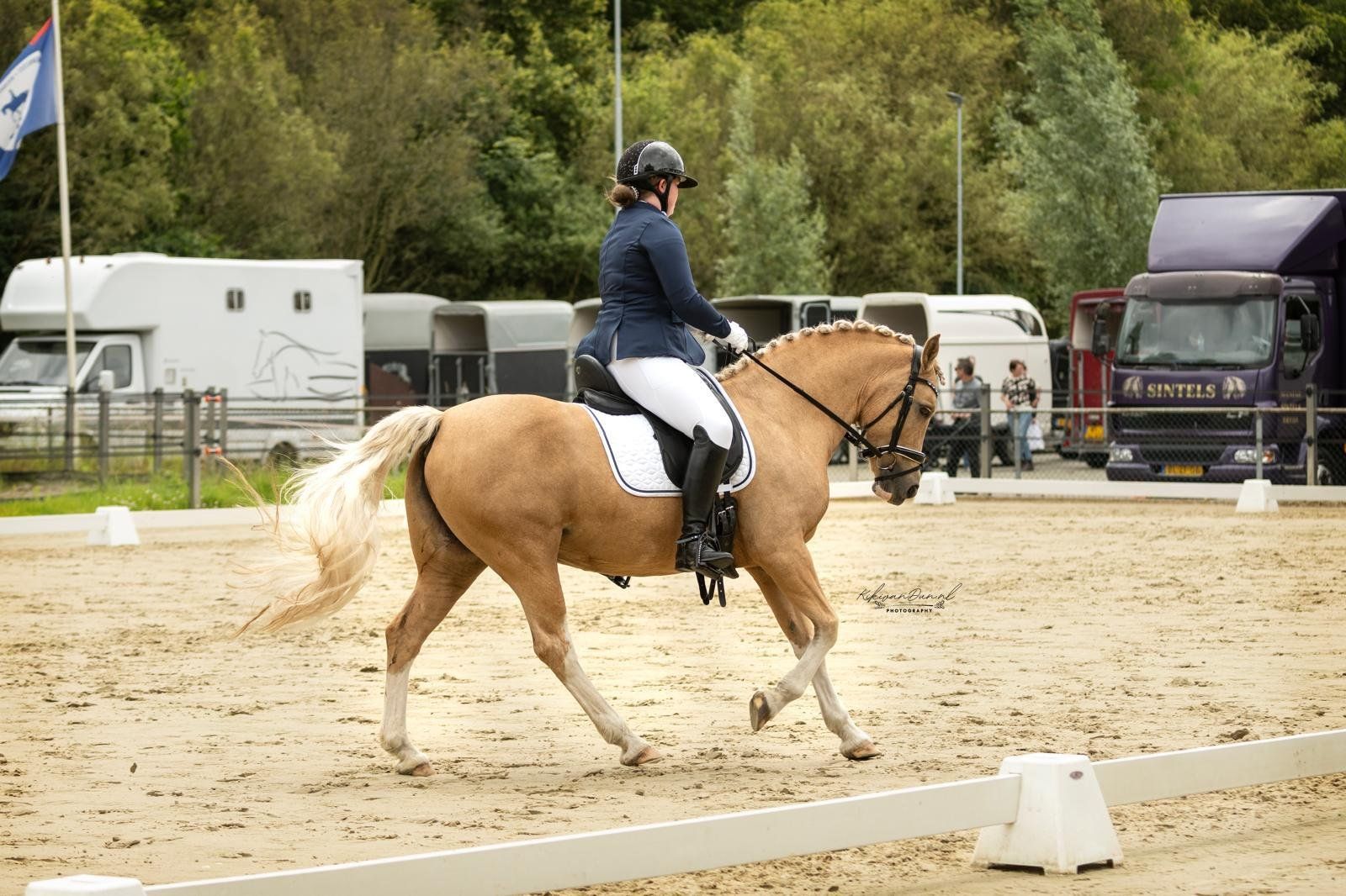 welsh-cob dressuurpony merrie 11 years old palomino for sale - Photo 3