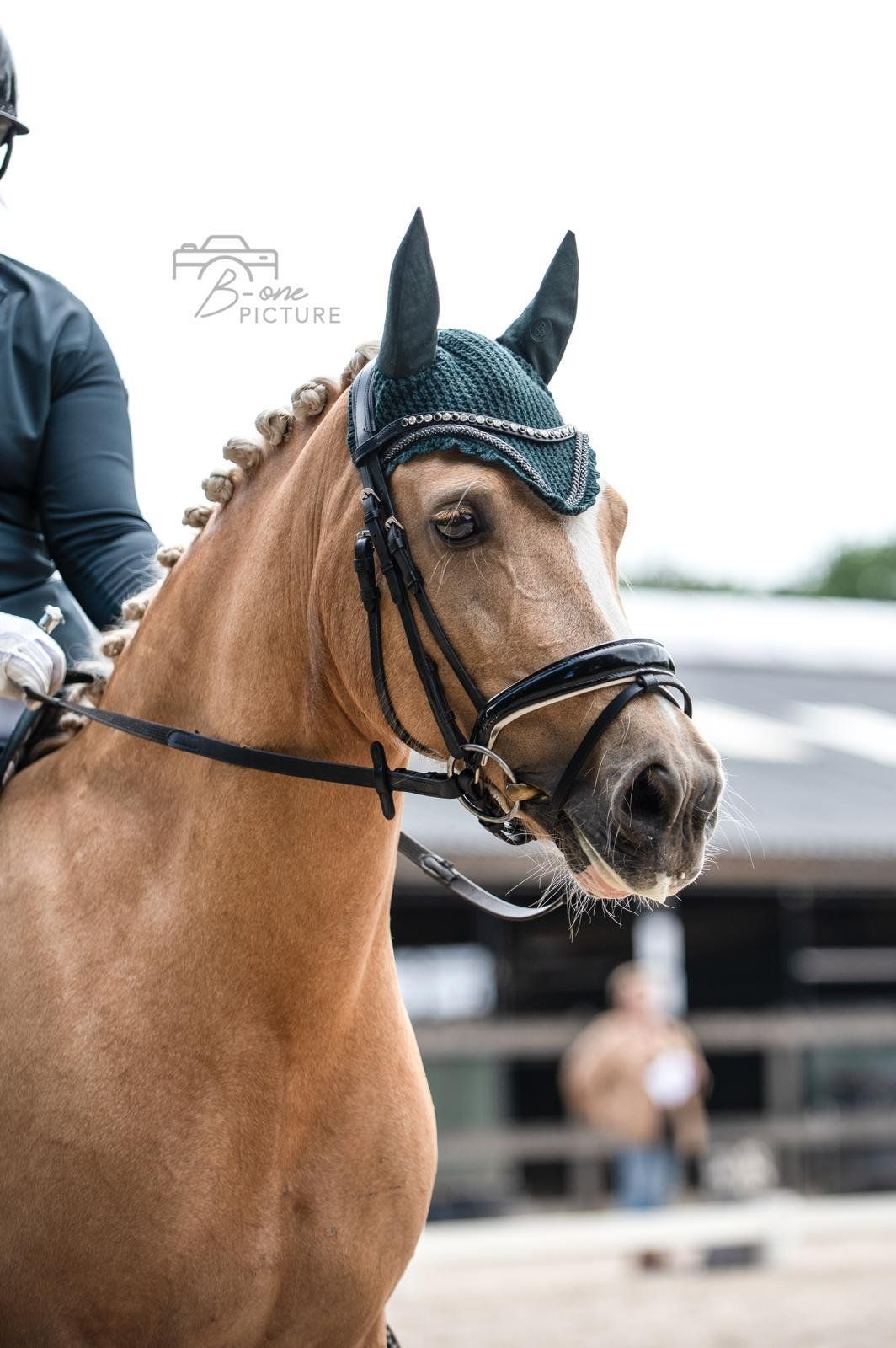 welsh-cob dressuurpony merrie 11 years old palomino for sale - Photo 5