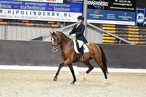 KWPN dressuurpaard Merrie 13 jaar Bruin te koop - Foto 2